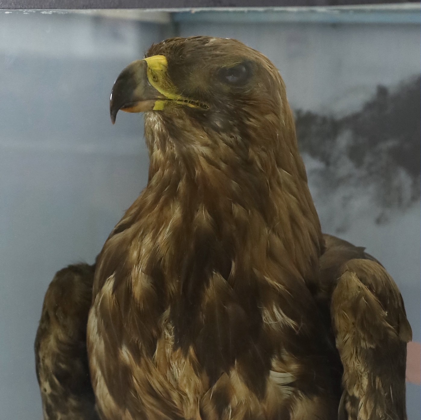 A cased taxidermic pair of golden eagles, in naturalistic setting, ex Walter Potter, Bramber. Width 79 cm. Height 102 cm. Depth 51 cm.